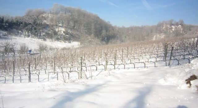 Студия Agriturismo Villa Le Vigne