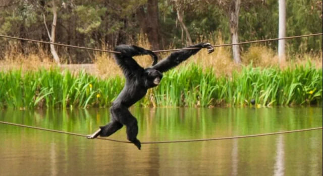 Billabong Camp, Taronga Western Plains Zoo, Book Hotel Dubbo Central West NSW