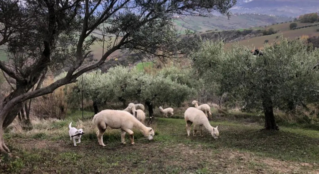 Alpacafarm Abruzzovakantie, Prenota Hotel Guardiagrele 