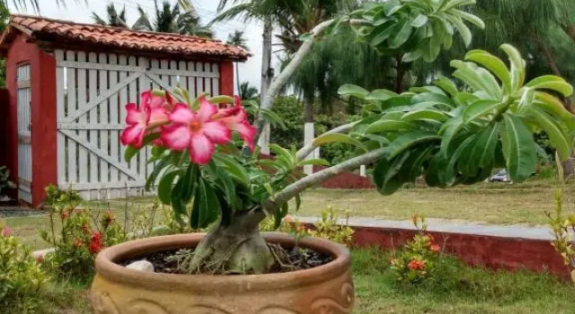 Casa Vermelha Moitas-Icaraizinho de Amontada