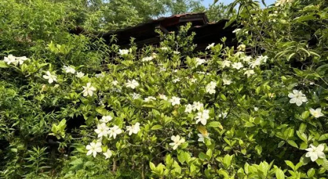 Crane garden, Rezerwuj Hotel Jiujiang Jiangxi