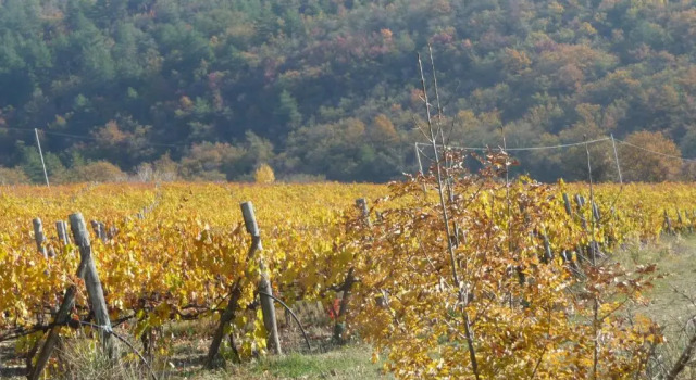 Номер Standard Podere Poggio Mendico