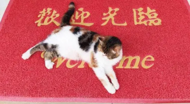 Xiaoqikong nanmu lnn