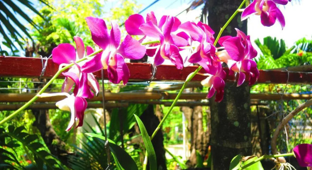 Номер Standard Kampot guesthouse