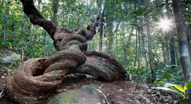 Sinharaja Rainforest View Villas