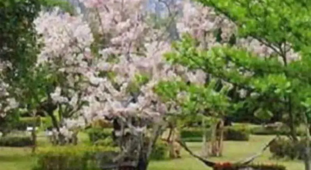 Muang Pai Resort