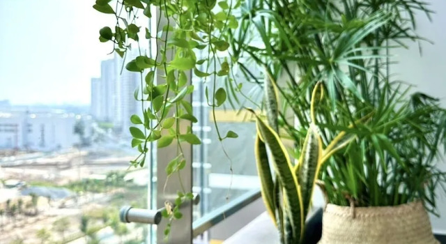 Апартаменты Business KS Vinhomes Grand Park