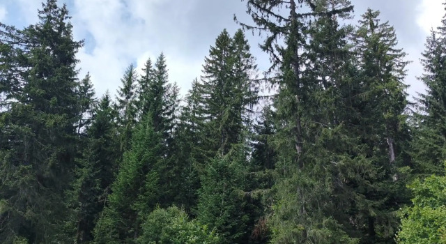 Vila Carobna suma Tara, Buchen Sie Hotel Mitrovac Tara-Gebirge