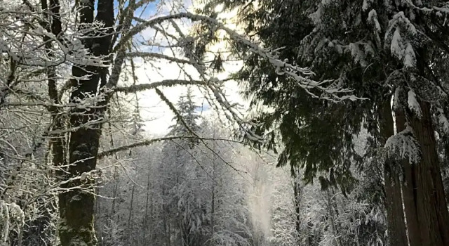 Люкс с 2 комнатами Mountain Meadows Inn & Chalet Suites