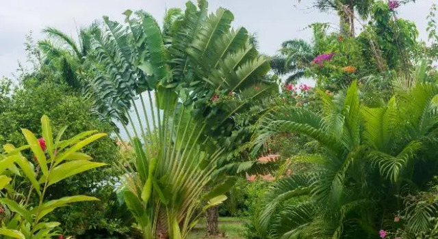 Royal Palm Holiday Apartment