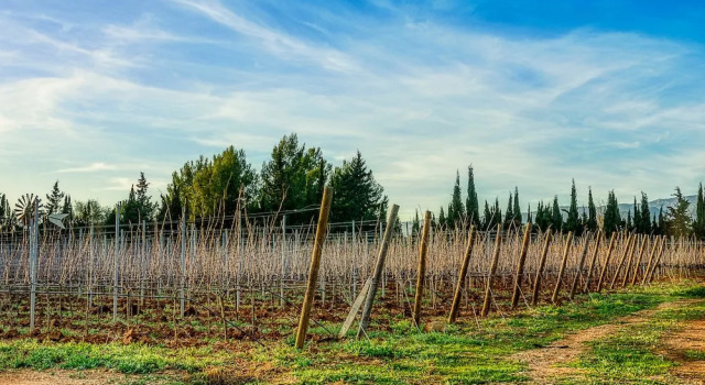 Номер Standard Weingut & Landhotel Can Davero
