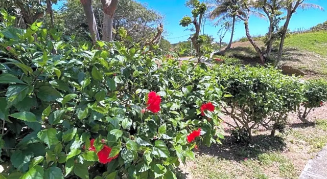 Номер Deluxe Hotel and Dive Center Roatan Yacht Club