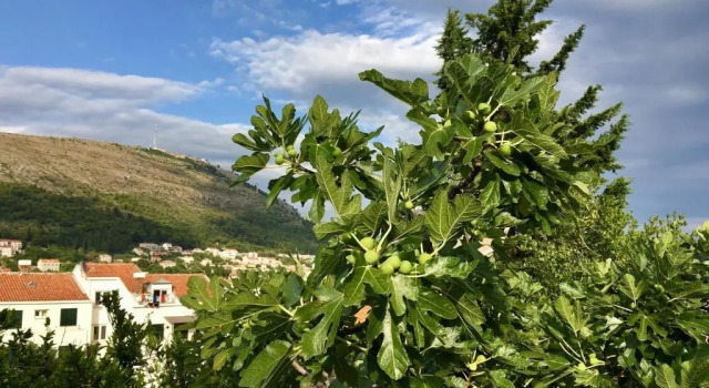 Студия Deluxe Apartments Monica