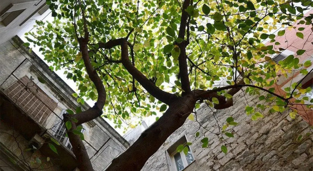 Suite Home Trani Old Town