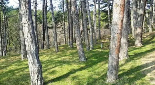 Surami Treehouse, Book Pension Hoteller i Surami med parkering, Parkering