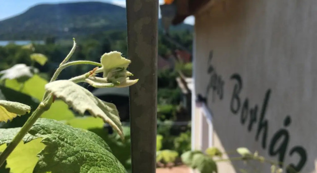 Коттедж с 5 комнатами Sipos Borház és Vendégház