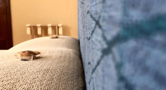 Номер Deluxe Orto al Mare Room Rental