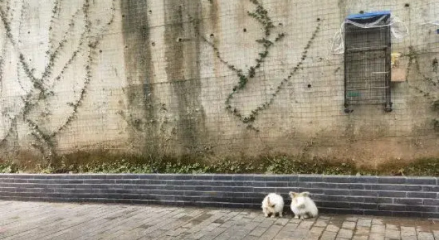 Yichun Xiyuan Linshe Homestay, Rezerwuj Hotel Yichun Jiangxi