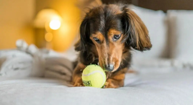 Четырёхместный номер Standard Temple Gardens Hotel & Spa