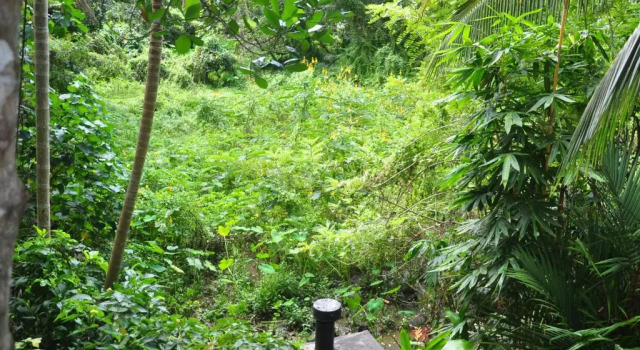 Номер Standard Jungle Fence