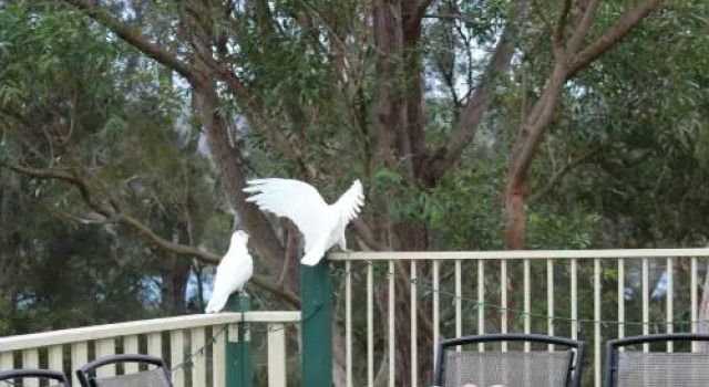 Blue Gum Cottage on Bay, Book Vacation Home Bensville New South Wales