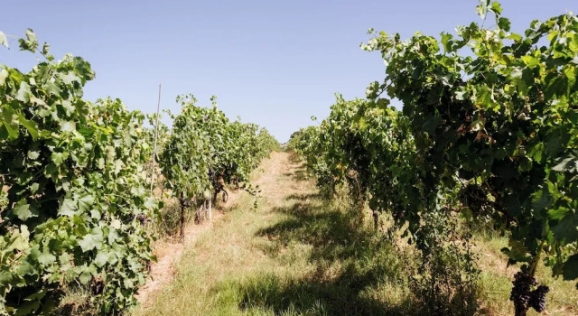 Villa Podere 109 - BioWine, Забронировать Вилла Отели Альберезе с парковкой, Парковка