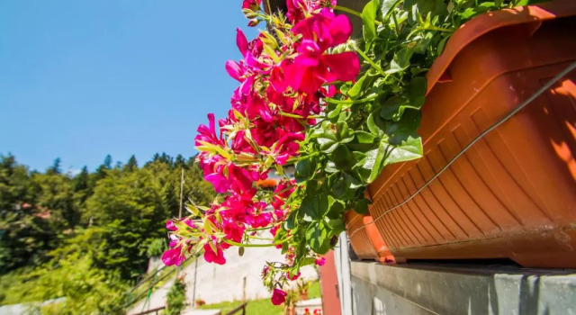 Апартаменты Apartman Japlenški