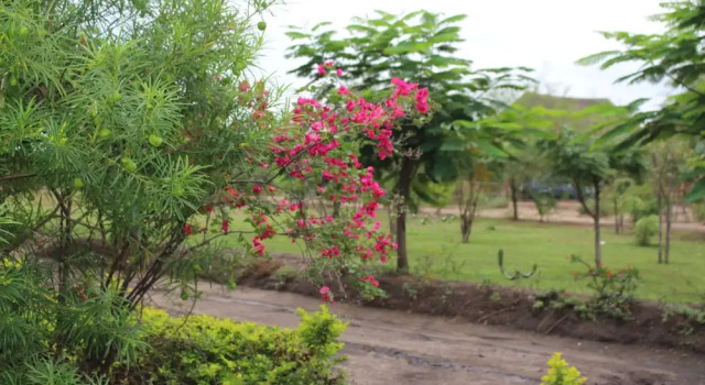 Номер Standard Euphorbia Safari Lodge