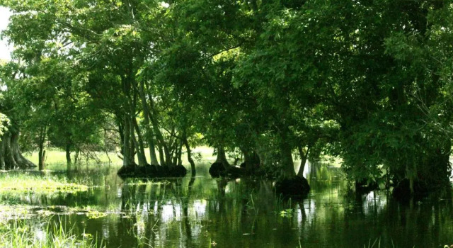 Люкс Athreya Ayurveda Ashram
