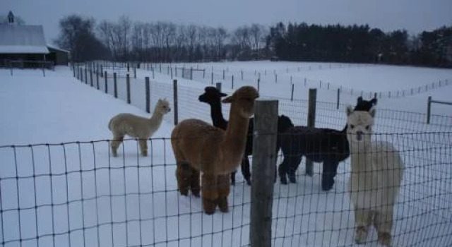 Four Points Alpacas B&B, 予約 ベッド・アンド・ブレックファースト Mars ペンシルベニア州