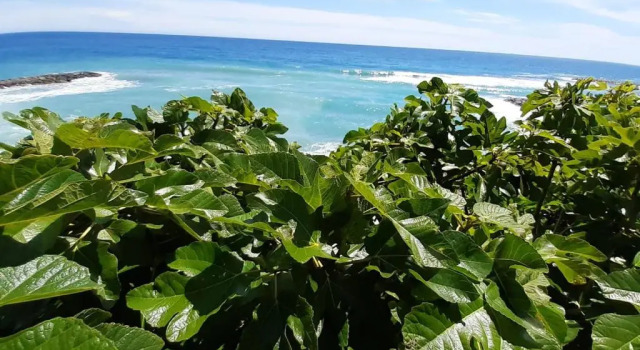 Appartamento nel borgo con splendida vista sul mare, Buchen Sie Ferienwohnung Cervo Blumenriviera