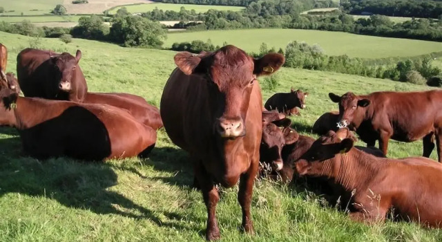 Коттедж The Milking Parlour