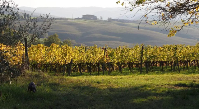 Апартаменты с 2 комнатами Agriturismo Poggiarellino - Montalcino