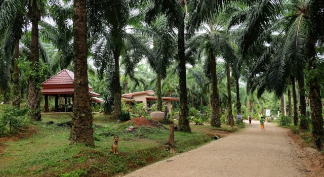 Tonpalm Farmstay, Rezervovat Penzión Khlong Thom Krabi