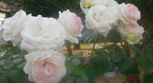 Les rouches, Varaa Hotelli Cormeray Sologne
