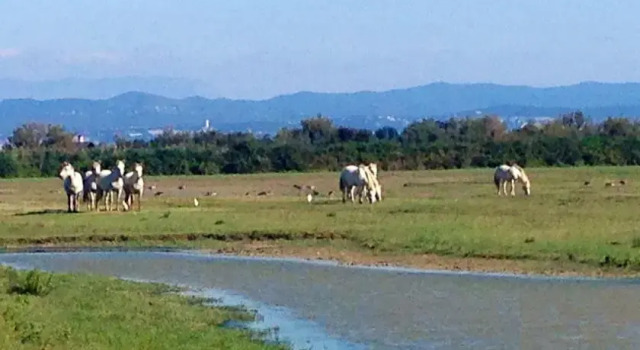 Isola della Cona - Riserva naturale Foce dellIsonzo, Reserva ahora Hotel Staranzano Véneto