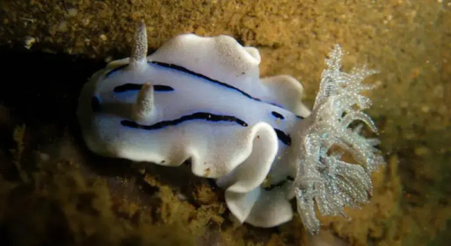 ScubaBro Dive Resort, Забронировать Курортный отель Мабини 