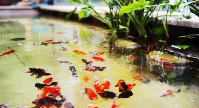 Qiyu Homestay