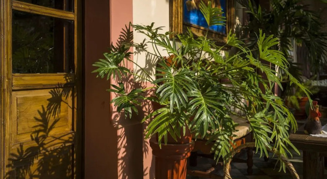 Hotel Meson de Santa Elena, Book Hotel Mascota Jalisco