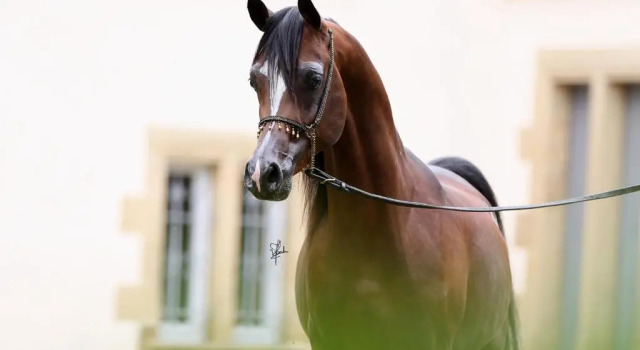 Апартаменты Le Haras du Favry