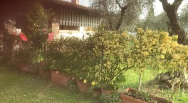 Una Casa tra gli Olivi