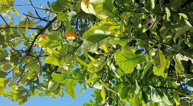 Lemon Tree House, Prenota Hotel Kalyves Apokoronas