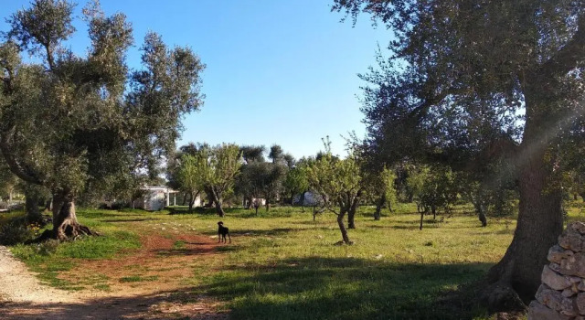 Апартаменты с видом на сад Piccolo Trullo Ostunese Le Jardin de Sophie'