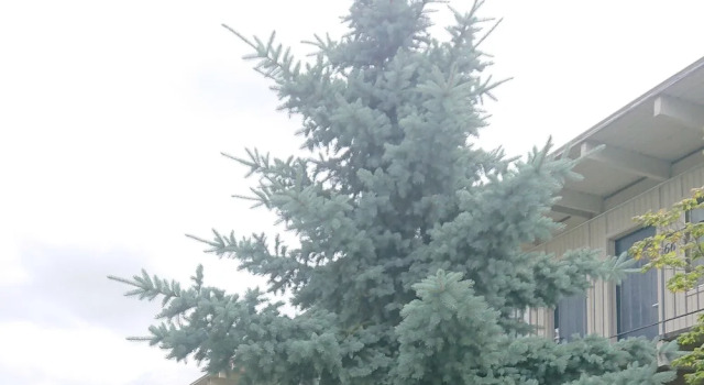 Номер Comfort Cocusa Motel