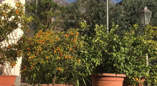 Апартаменты La casa degli ulivi