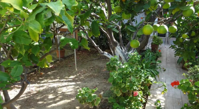 Cozy Citrus Garden House by the Seaside.