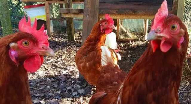 A 5 kms du Puy du Fou, Gîte La Séraphina