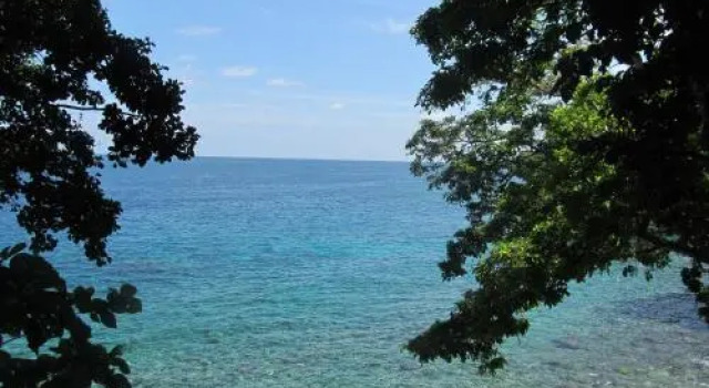 Treetop Guesthouse and Bungalows