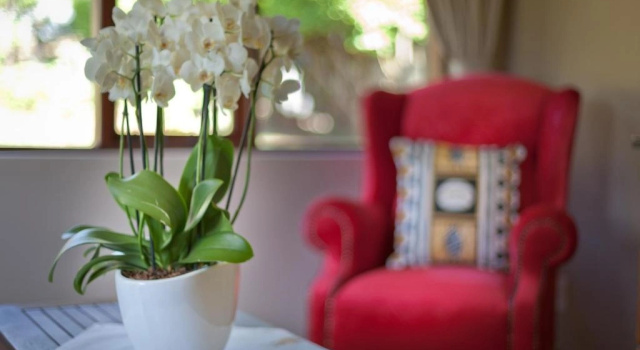 Одноместный люкс Twin Thorns Guesthouse