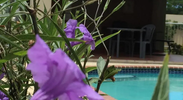 Апартаменты Coqui penthouse 2 across Rincon beach, pool, bbq, power and water bup